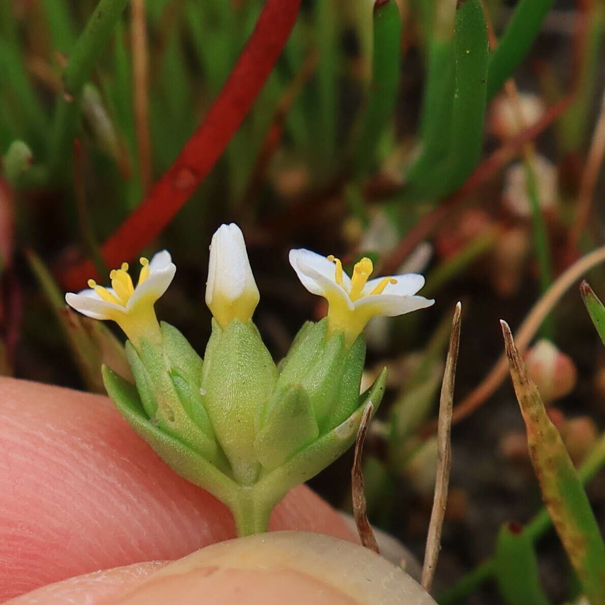 Image de Sebaea minutiflora Schinz