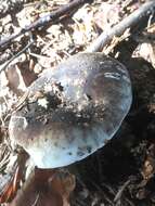 Image of Russula nigricans Fr. 1838