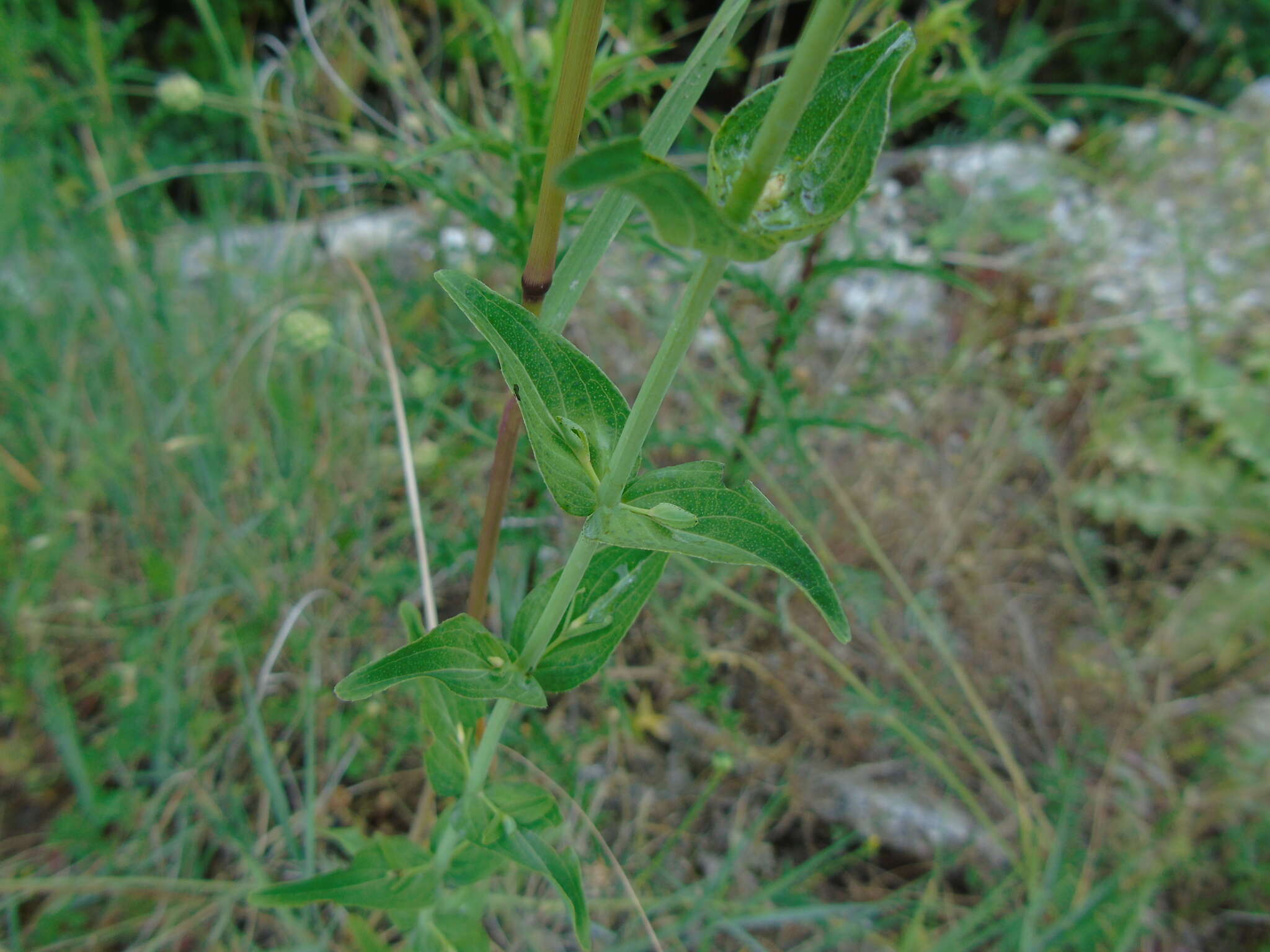 صورة Hypericum perfoliatum L.