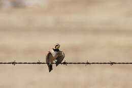 صورة Eremophila Boie & F 1828