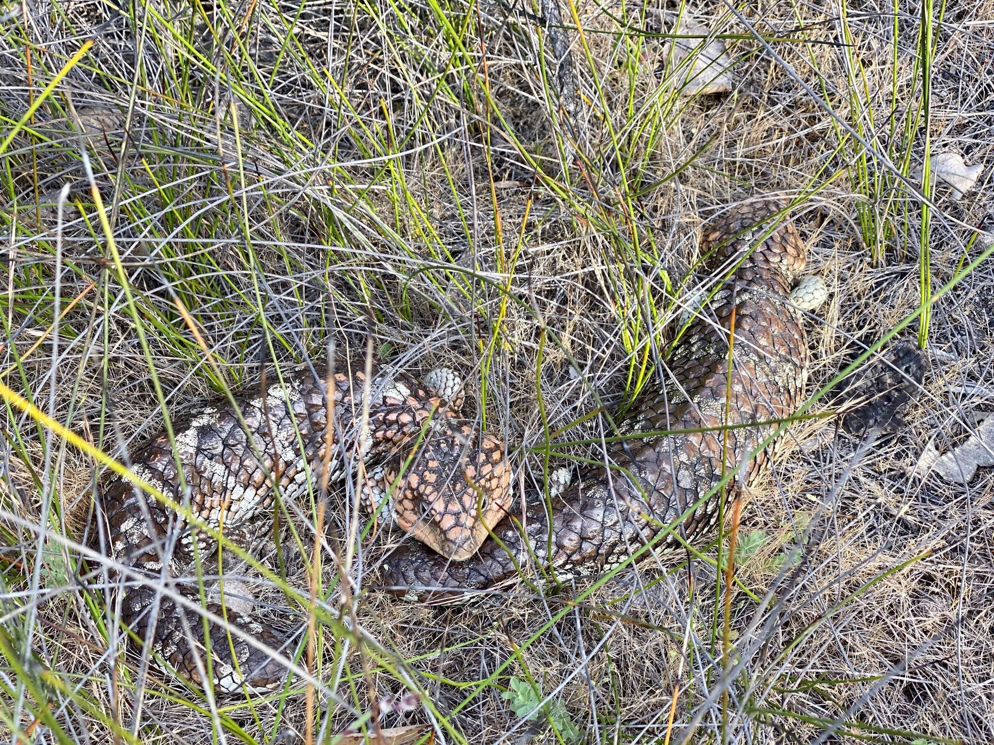 Image of Tiliqua rugosa rugosa Gray 1825