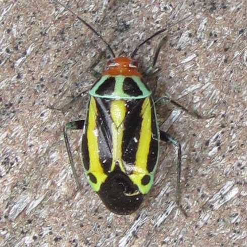 Image of Poecilocapsus