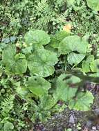 Image de Ligularia stenocephala (Maxim.) Matsum. & Koidz.