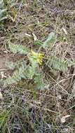 Image de Astragalus exscapus subsp. pubiflorus (DC.) Soó