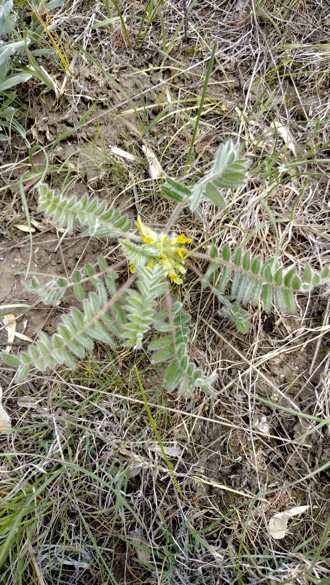 Image de Astragalus exscapus subsp. pubiflorus (DC.) Soó