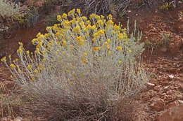 Image of Ericameria nauseosa var. hololeuca (A. Gray) G. L. Nesom & G. I. Baird