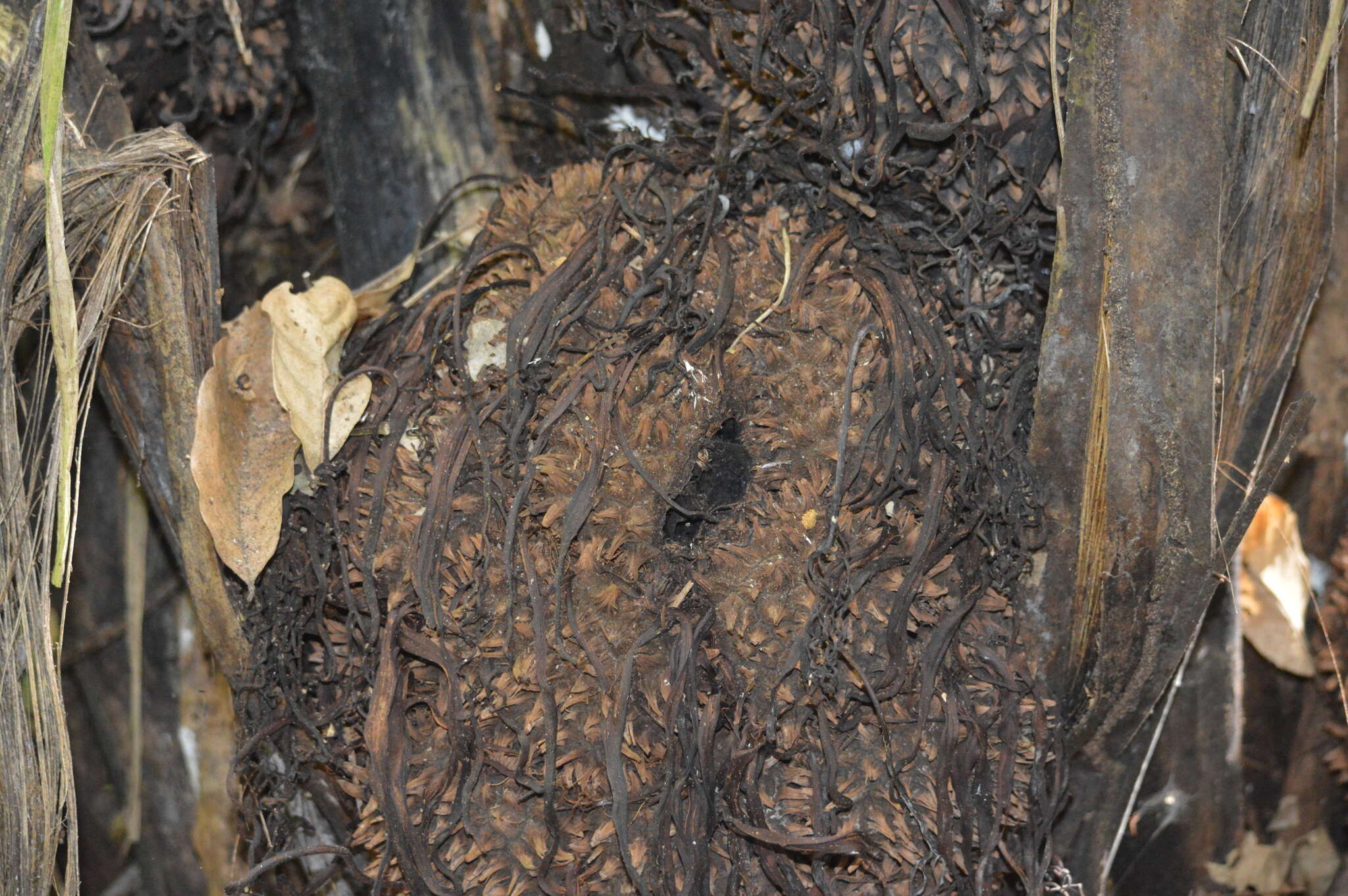 Image of Ecuadorian Ivory Palm