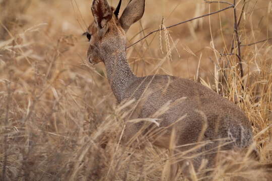 Image of Kirk's Dik-dik