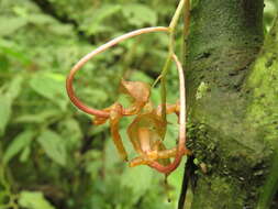 Image of Gongora galeata (Lindl. ex Bosse) Rchb. fil.