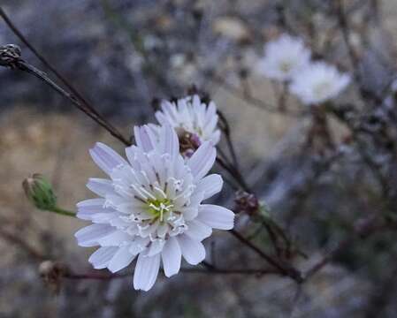 Image of cliff desertdandelion