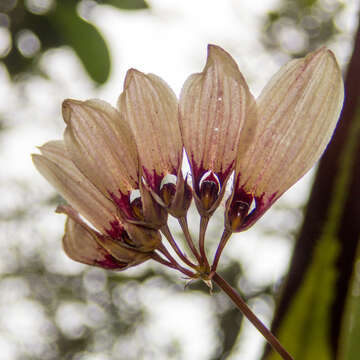 Image de Bulbophyllum lepidum (Blume) J. J. Sm.