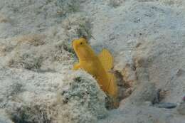 Image of Yellow prawn-goby