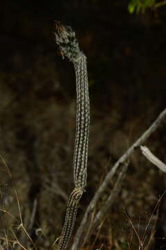 Image of Dahlia Apple Cactus