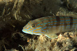 Image of Sand Perch