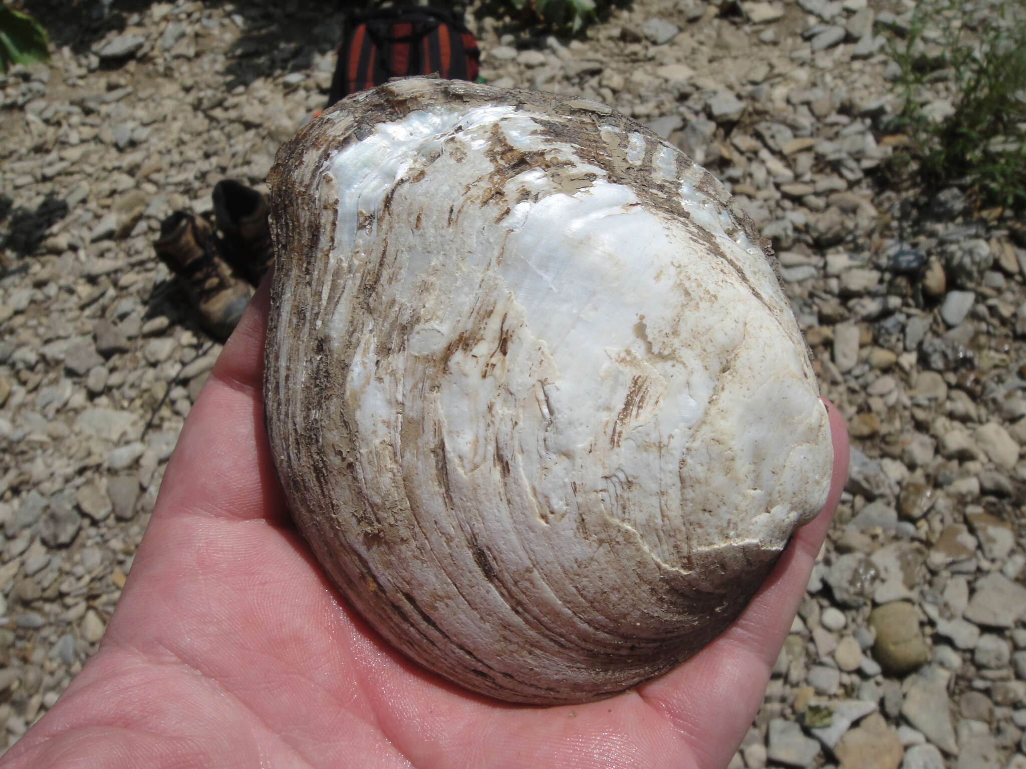 Image of Purple wartyback mussel