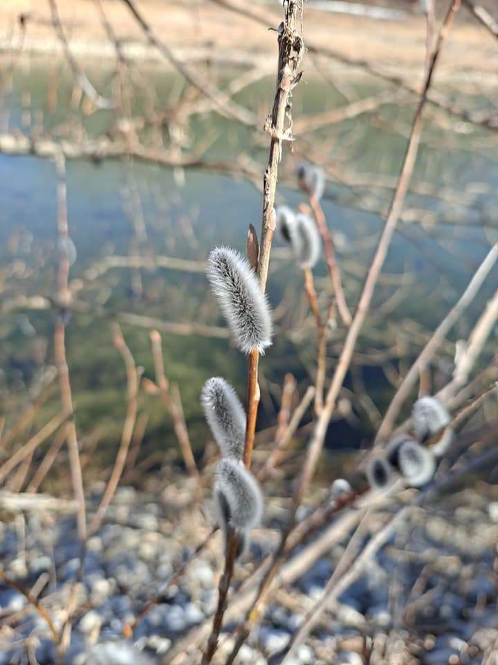 Image of rose-gold pussy willow