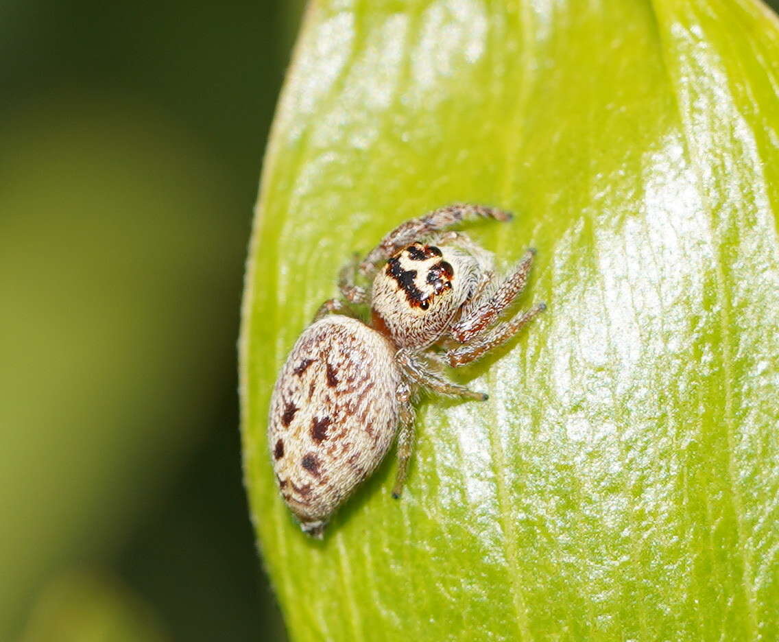 Image of Opisthoncus nigrofemoratus (L. Koch 1867)