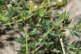 Plancia ëd Menodora integrifolia (Cham. & Schltdl.) Steud.