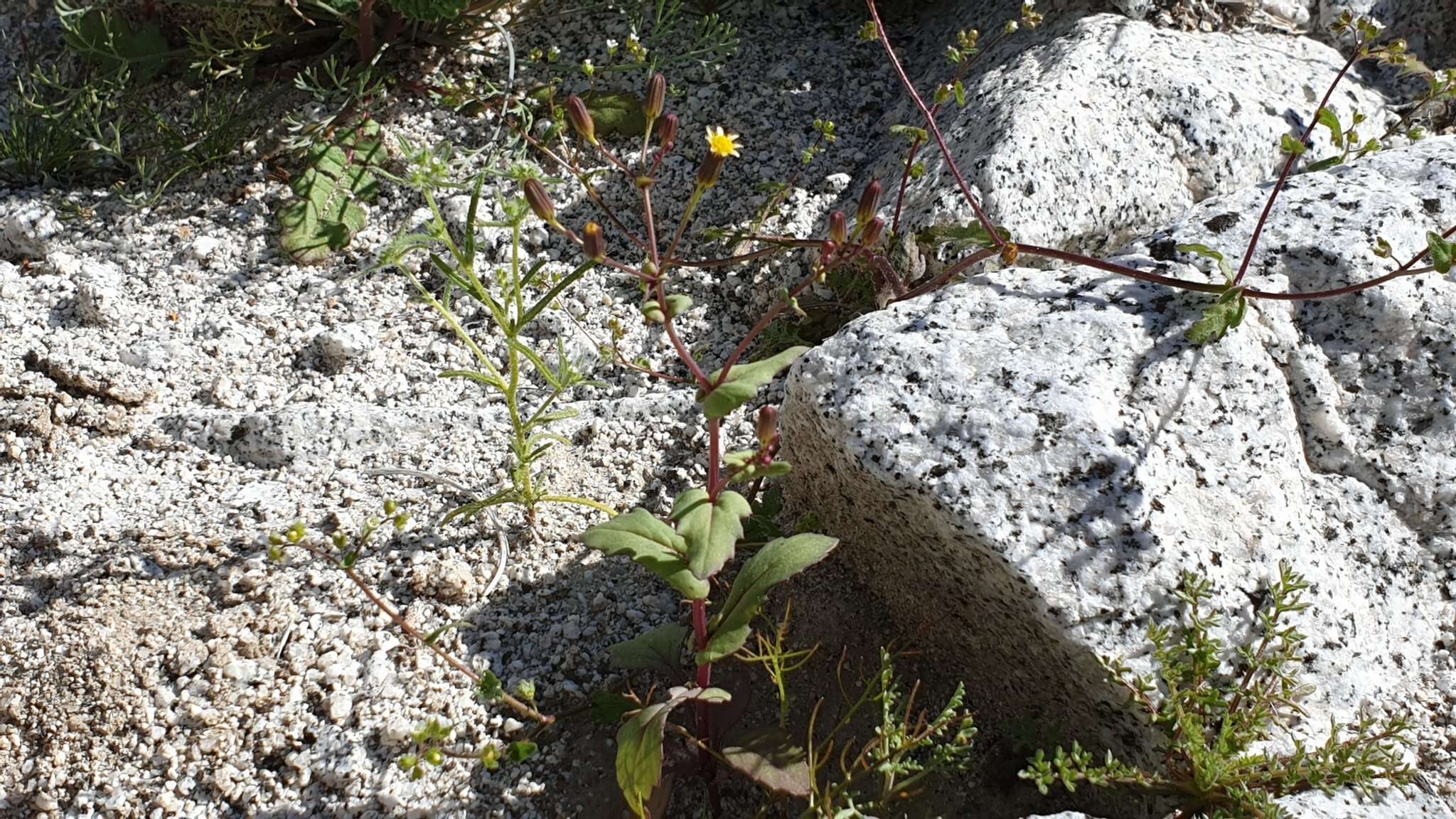 Image of Mojave ragwort