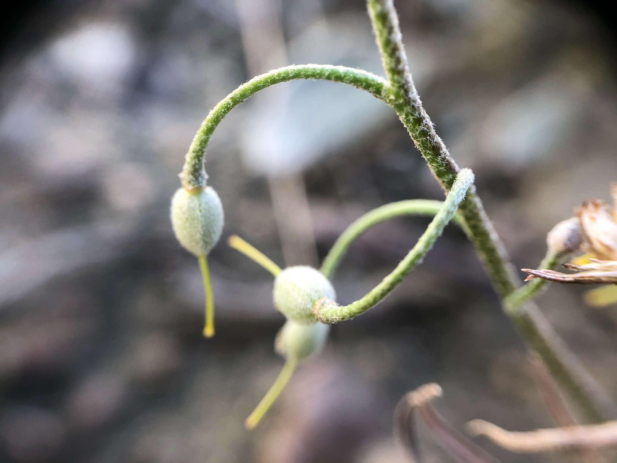 Image of Physaria arenosa (Richardson) O'Kane & Al-Shehbaz