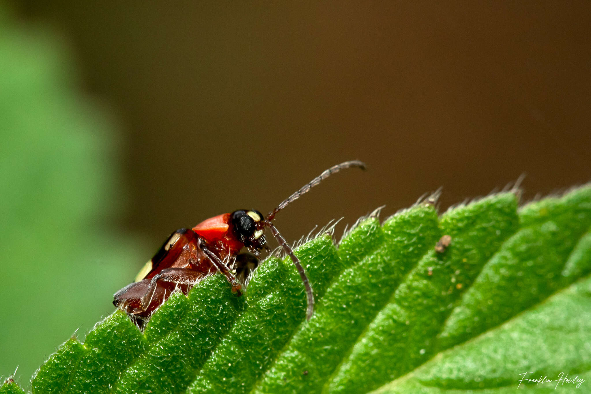 Image of <i>Omophoita albicollis</i>