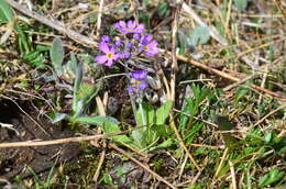 Primula borealis Duby resmi