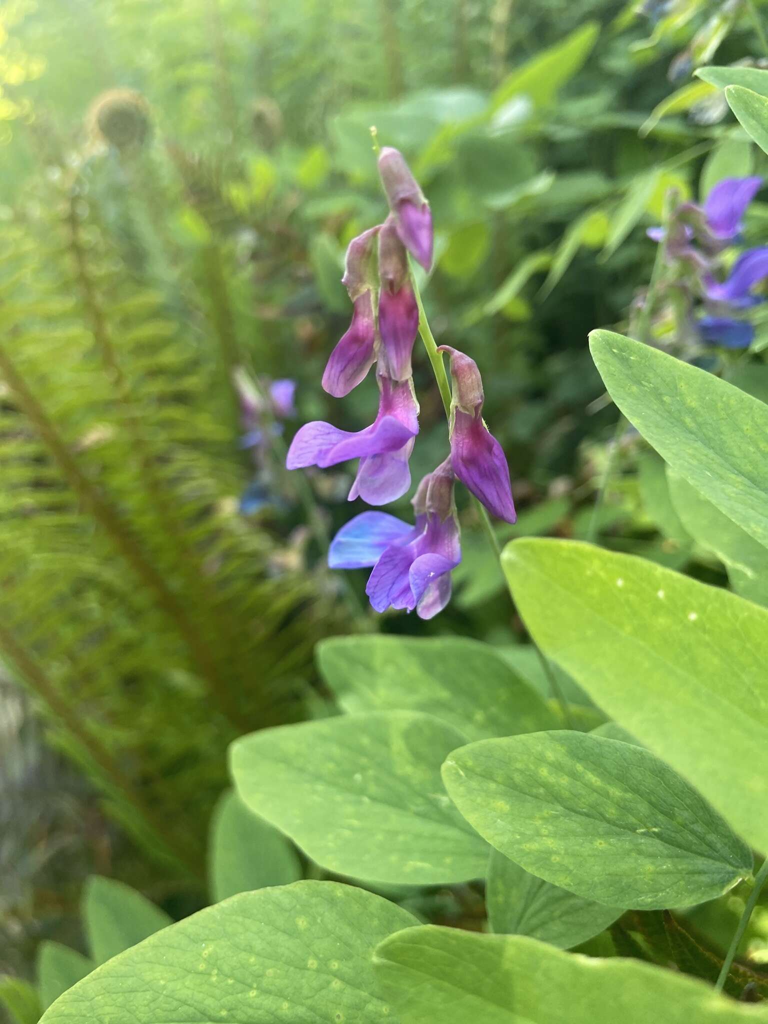 Imagem de Lathyrus polyphyllus Torr. & A. Gray