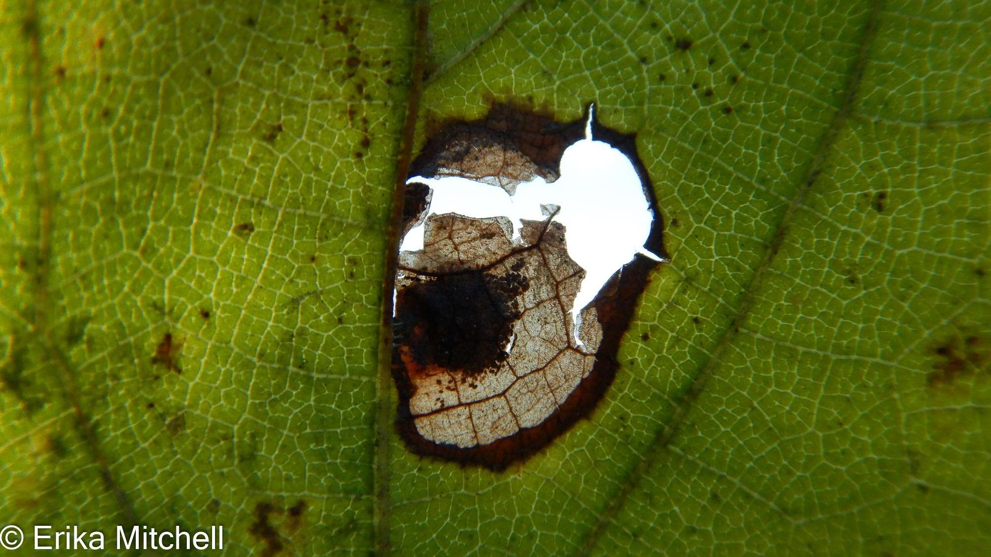 Image of <i>Aspilanta oinophylla</i> van Nieukerken & Wagner 2012