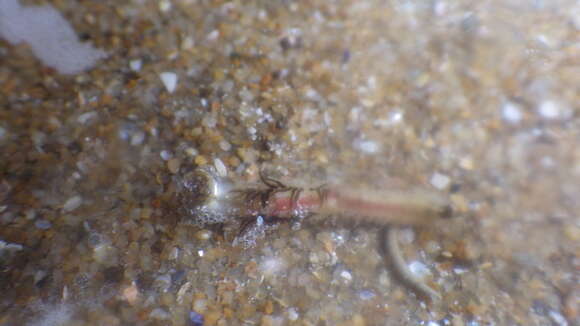 Image of honeycomb worm