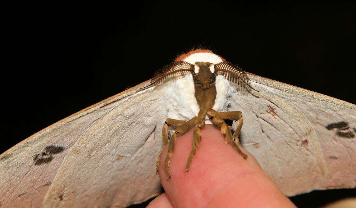 Imagem de Pseudobunaea natalensis (Aurivillius 1893)