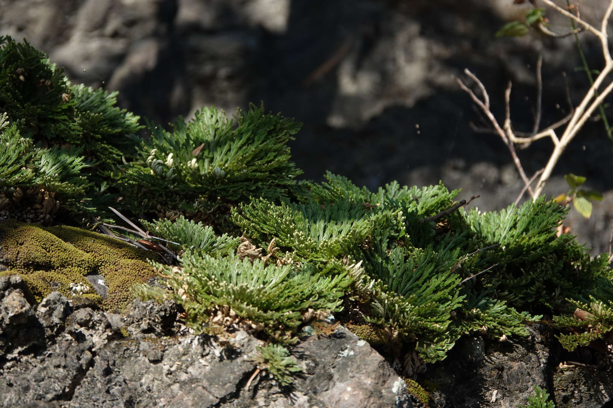 Selaginella tamariscina (Beauv.) Spring resmi