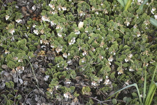 Слика од Arctostaphylos hookeri subsp. montana (Eastw.) P. V. Wells