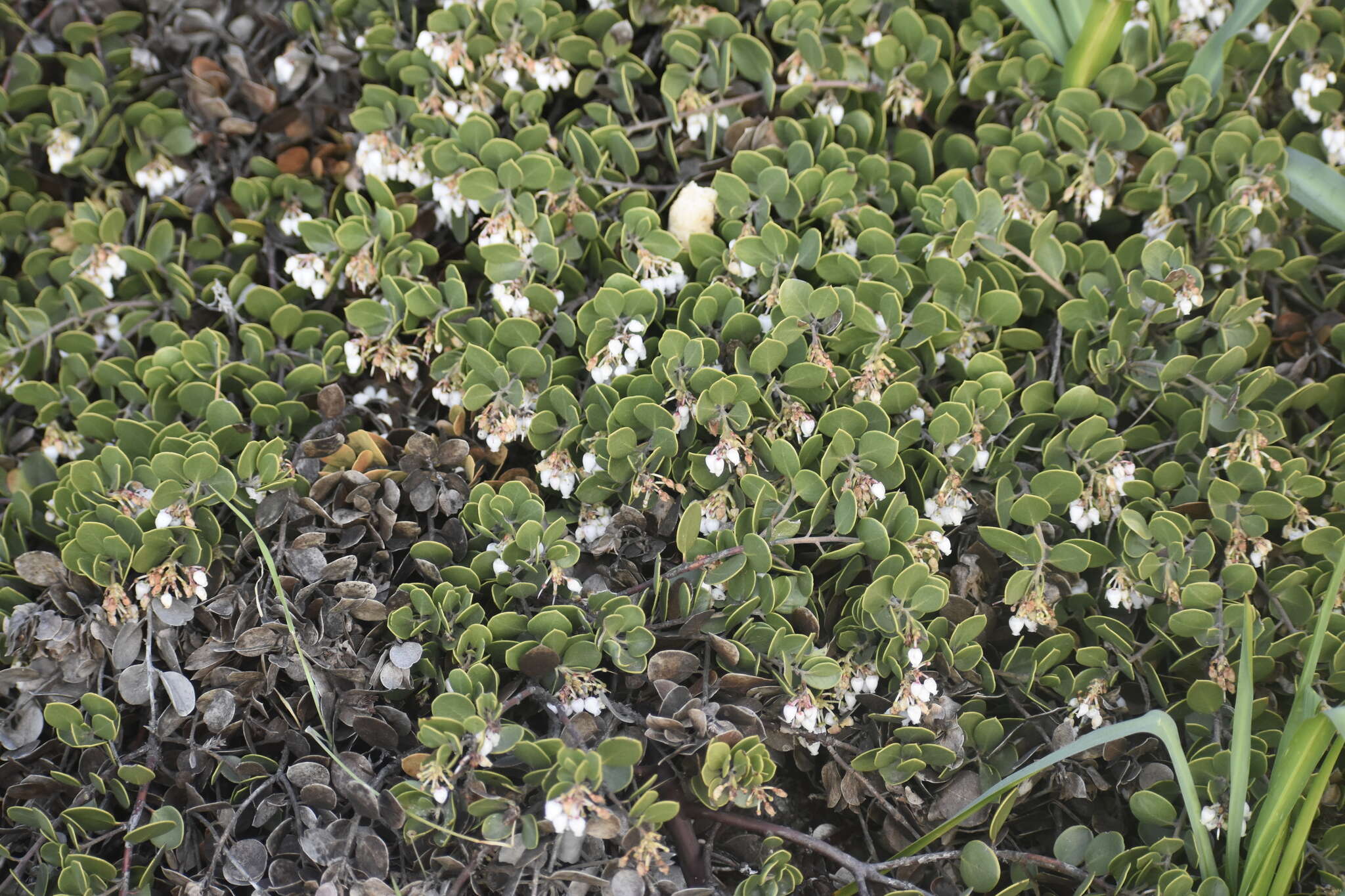 Слика од <i>Arctostaphylos montana</i> subsp. <i>ravenii</i>