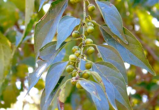 Image of Colubrina triflora Brongn.