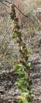 Kearnemalvastrum subtriflorum (Lag.) D. M. Bates resmi