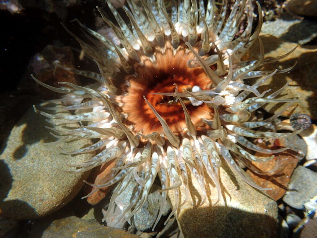 Image of Sand anemone