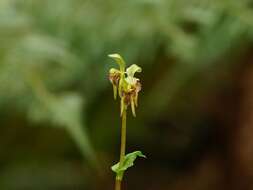 Plancia ëd Townsonia viridis (Hook. fil.) Schltr.