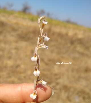 Image of <i>Schiedeella transversalis</i>