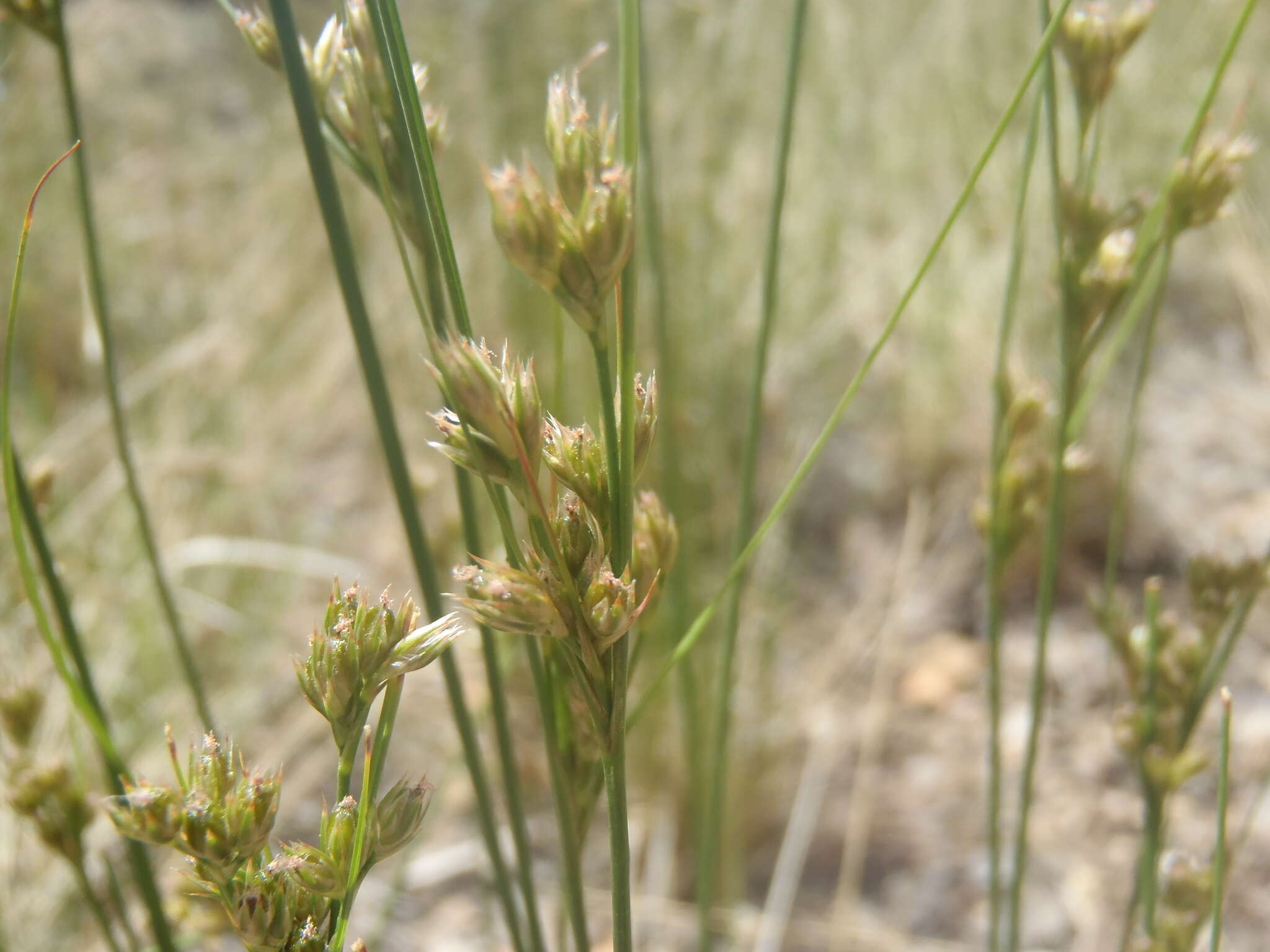 Image de Juncus interior Wiegand