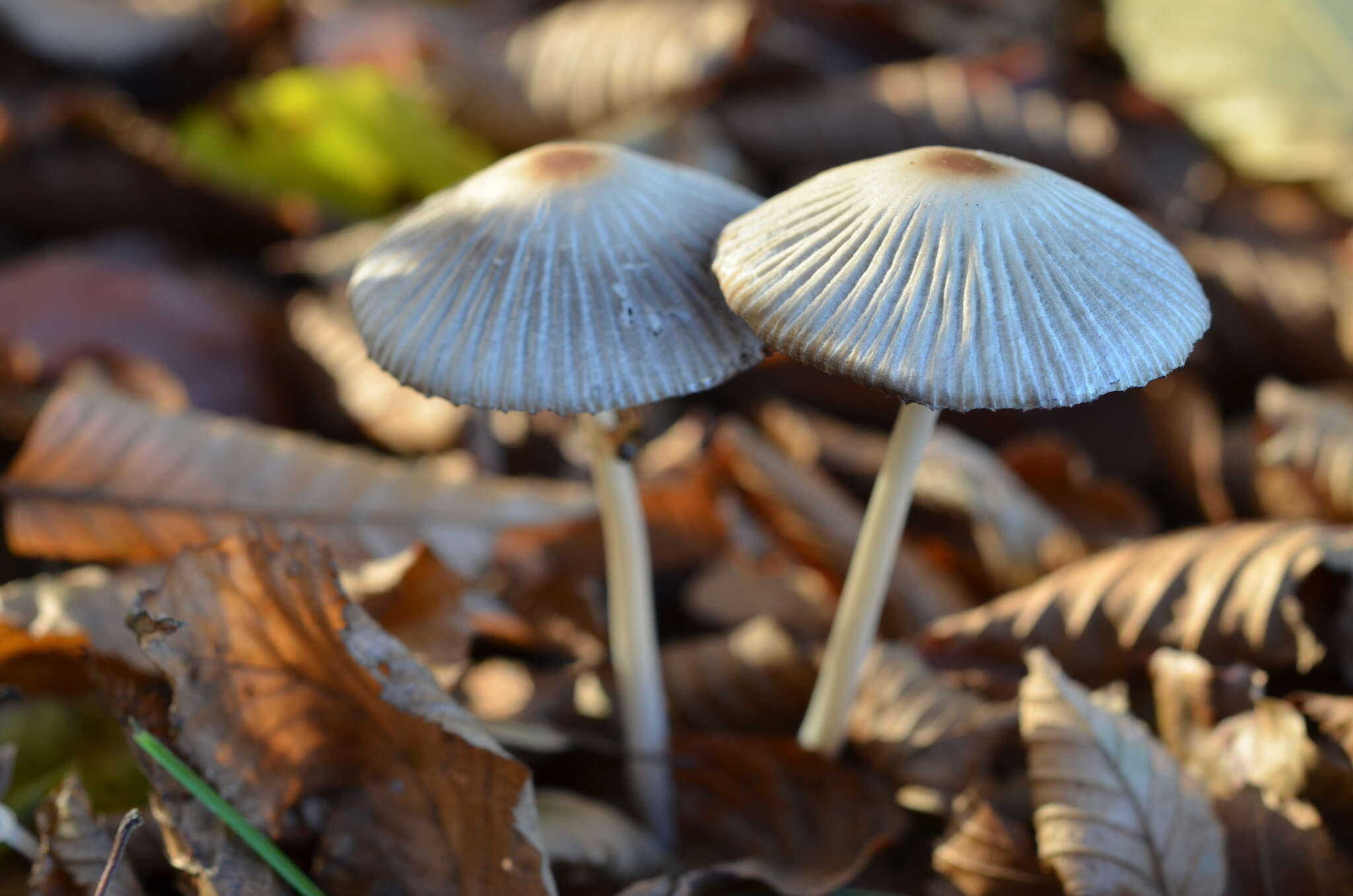 Image of Coprinellus impatiens (Fr.) J. E. Lange 1938