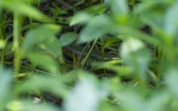 Plestiodon chinensis chinensis (Gray 1838) resmi