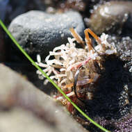 Image of Thalamoporella californica (Levinsen 1909)