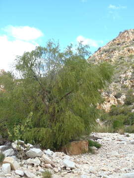 Image of Salix mucronata subsp. mucronata