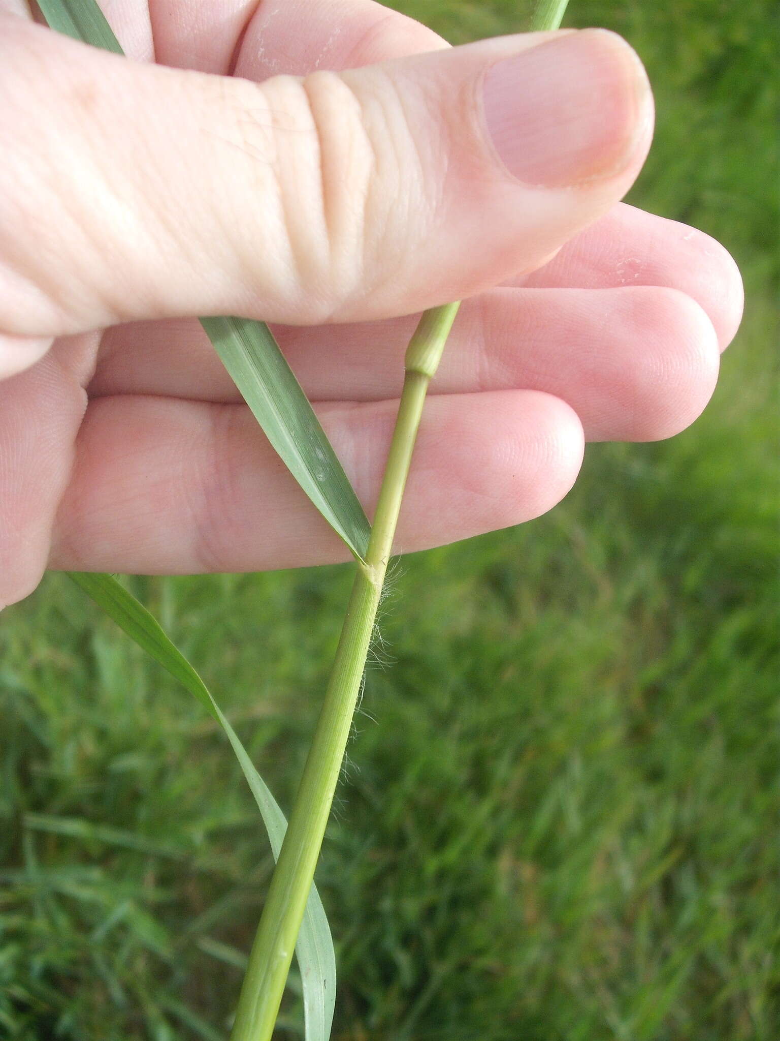 Image de Paspalum distichum L.