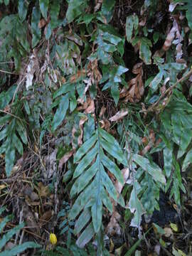 Plancia ëd Austroblechnum colensoi (Hook. fil.) Gasper & V. A. O. Dittrich