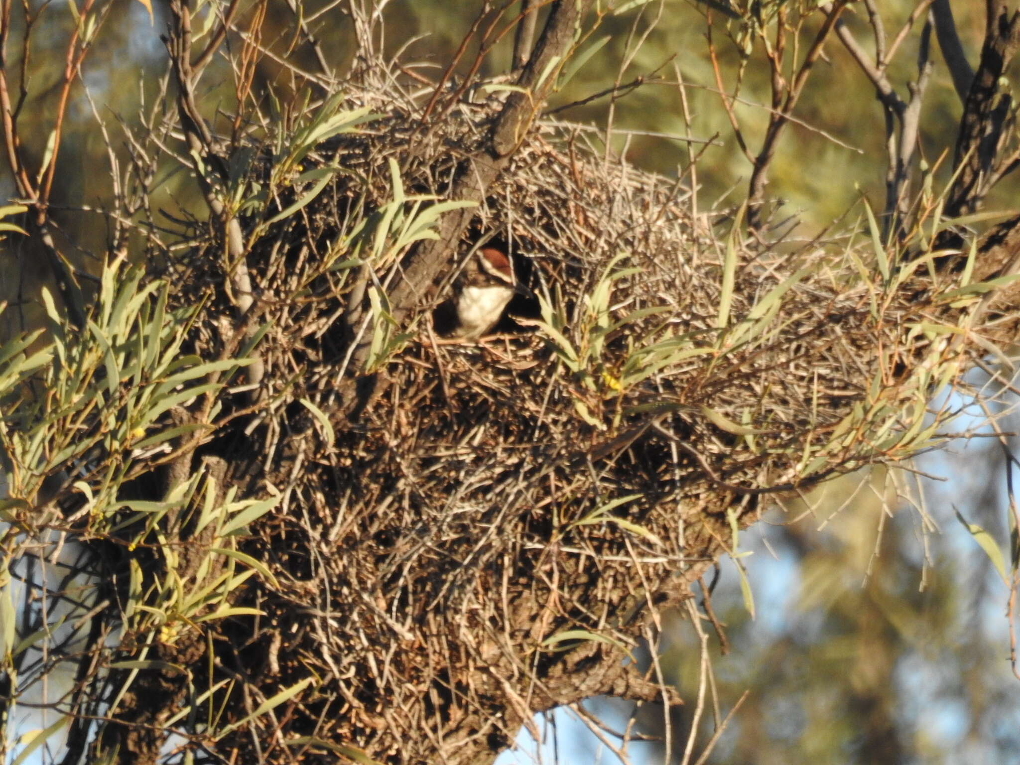 Pomatostomus ruficeps (Hartlaub 1852) resmi