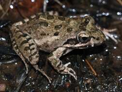 Image of Gray's Stream Frog