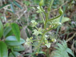 Imagem de Ponthieva racemosa (Walter) C. Mohr