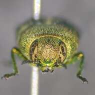 صورة Agaeocera gentilis (Horn 1885)