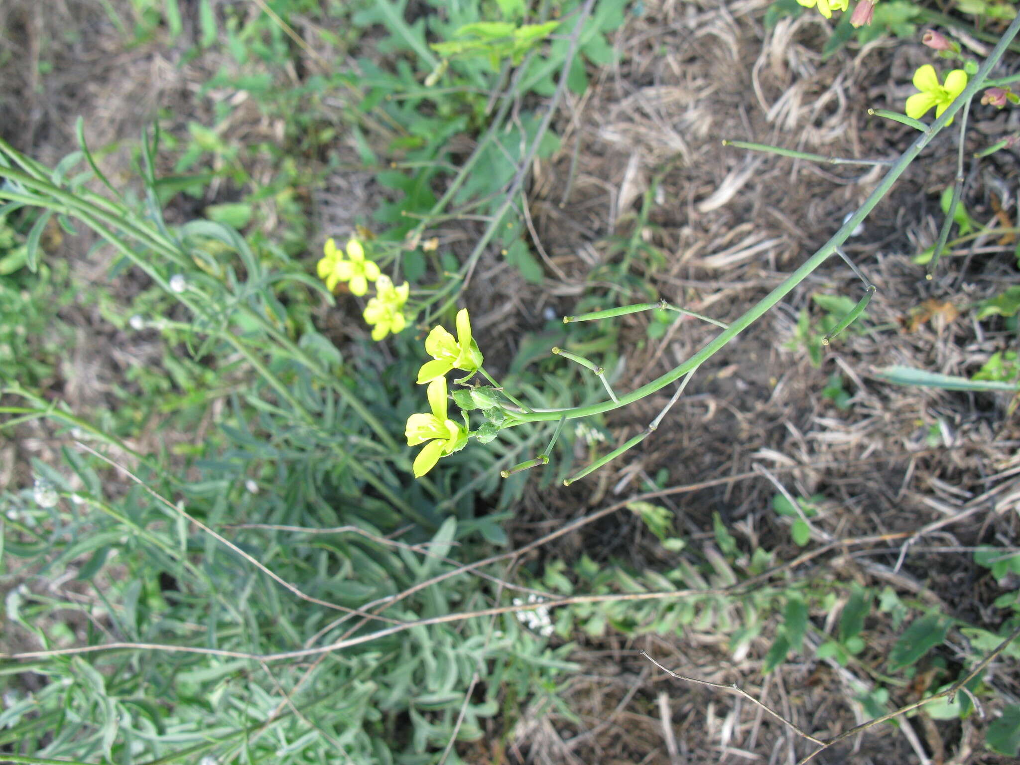 Image of Diplotaxis tenuifolia subsp. cretacea (Kotov) Sobrino Vesperinas